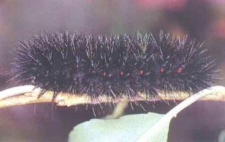 According to folklore, someone would assume a severe upcoming winter from seeing the caterpillar above, but in actuality this is a Giant Leopard Moth (Ecpantheria scribonia). This caterpillar always looks like this regardless of what happens during the upcoming winter. It is found across the eastern half of the United States and Canada. This picture came from Wagner, David L., Valerie Giles, Richard C. Reardon, and Michael L. McManus. 1997. Caterpillars of Eastern Forests. U.S. Department of Agriculture, Forest Service, Forest Health Technology Enterprise Team, Morgantown, West Virginia. FHTET-96-34. 113 pp. Jamestown, ND: Northern Prairie Wildlife Research Center Home Page.