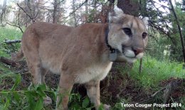 F96, a young female mountain lion followed by Panthera's Teton Cougar Project.