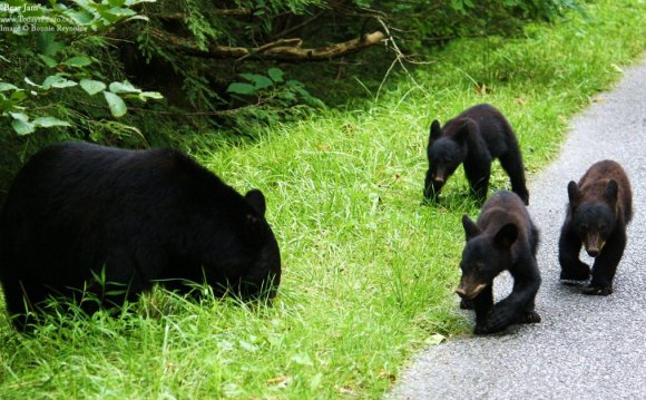 Smoky Mountains Bears