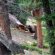 Bears in Rocky Mountain National Park