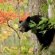 Smoky Mountains black bears
