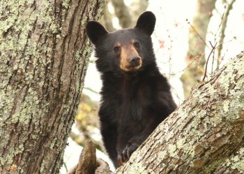 Smoky Mountain black bear in a tree