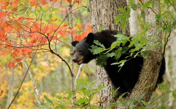 Smoky Mountains black bears