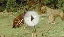 Baby Bear vs Mother Mountain Lion, Guess Who Wins