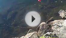 Camera Diving At Hessian Lake In Bear Mountain New York
