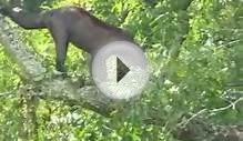 Caught in camera:Black Bear in the Smoky Mountains