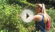 Huckleberry Picking in Montana Bear Food Whitefish