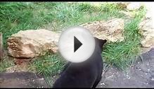 Incredible video of an Aggressive Smoky Mountain Black Bear