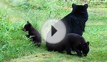 New Hampshire Black Bears