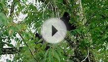Smoky Mountain Minute: Black Bears and the Wild Cherry