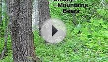 Smoky Mountains Bears - July, 2011