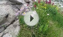 Wildflowers, Pleiades Lakes Basin, Beartooth Mountains