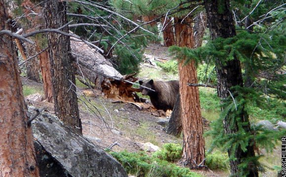 Bears in Rocky Mountain National Park
